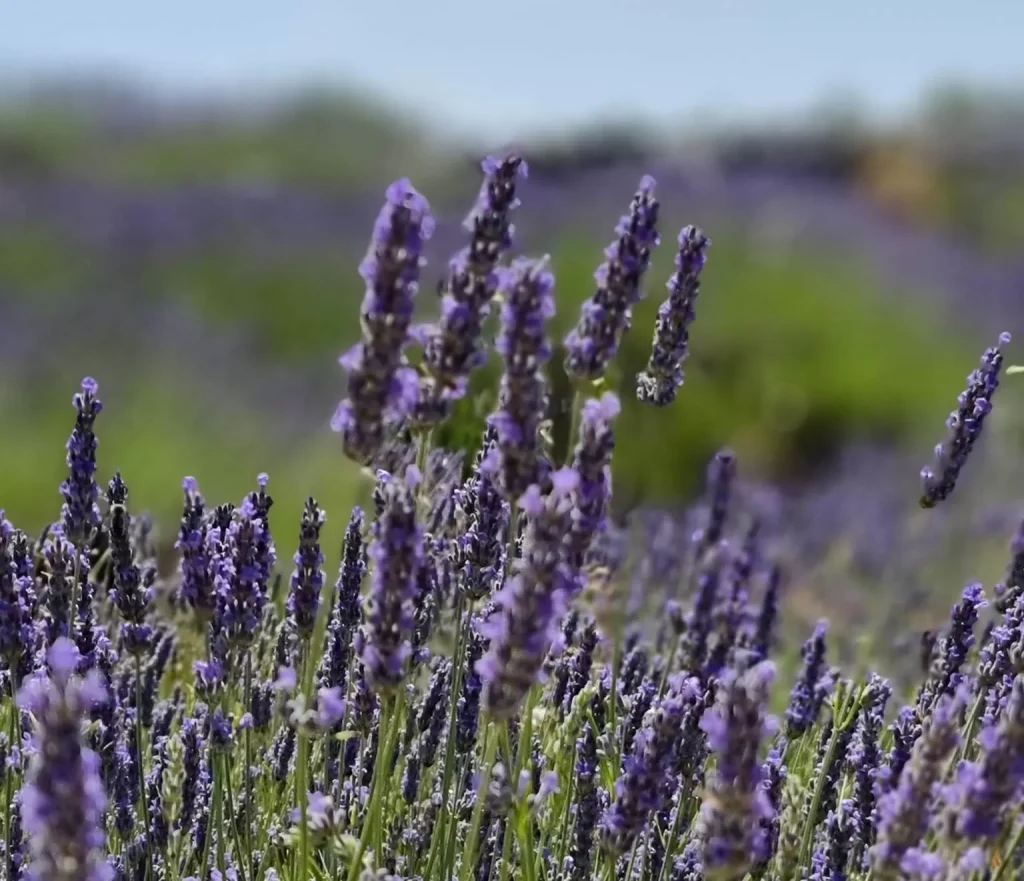 What to See on Beautiful Hvar Island - a Guided E-Bike Tour, Antonio Rent Hvar