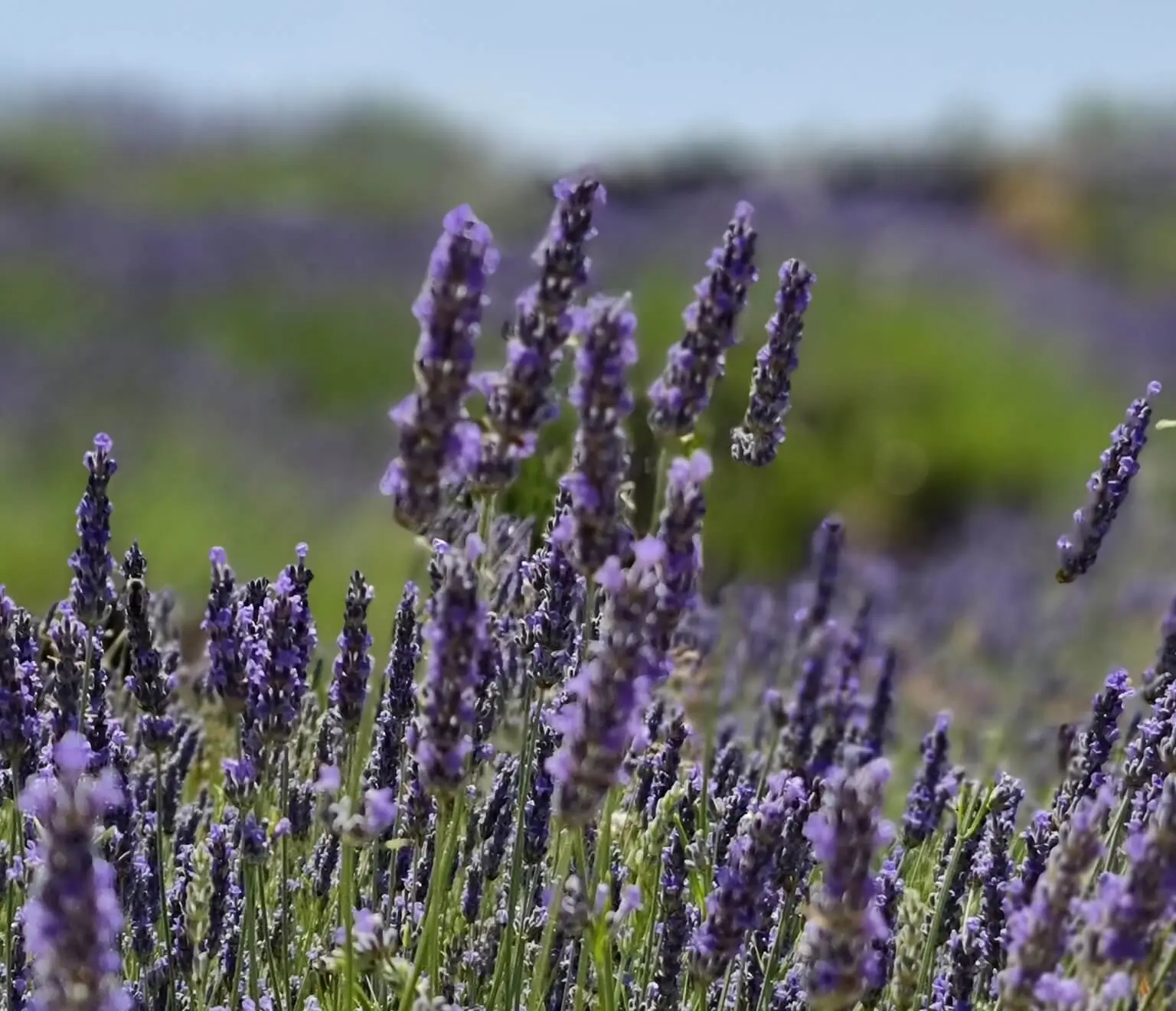 How to Style in the Mediterranean Way, Lavender on Hvar Island, Antonio Rent