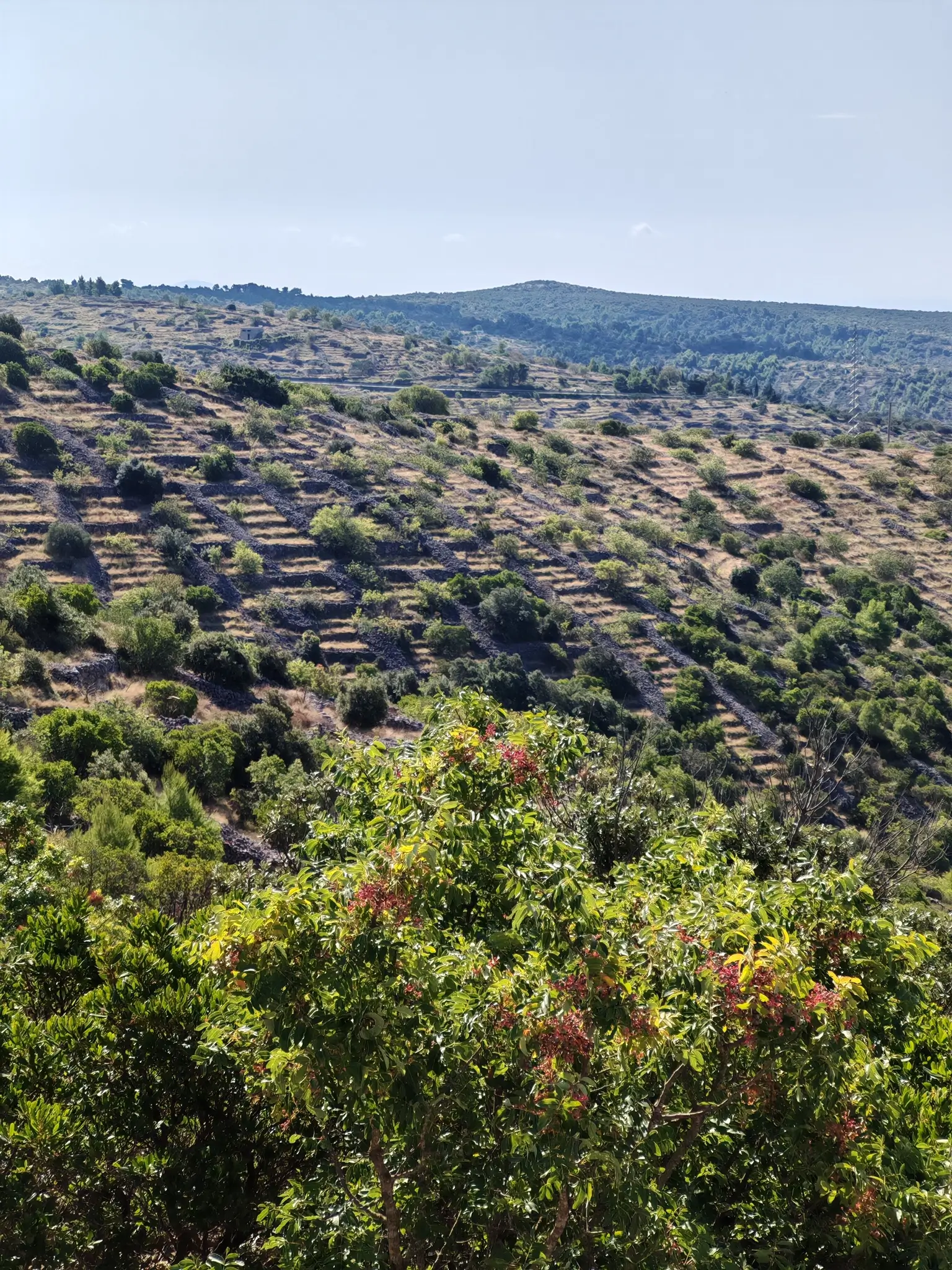 Dry Stone Walls (“Suhozidi” in Croatian) 