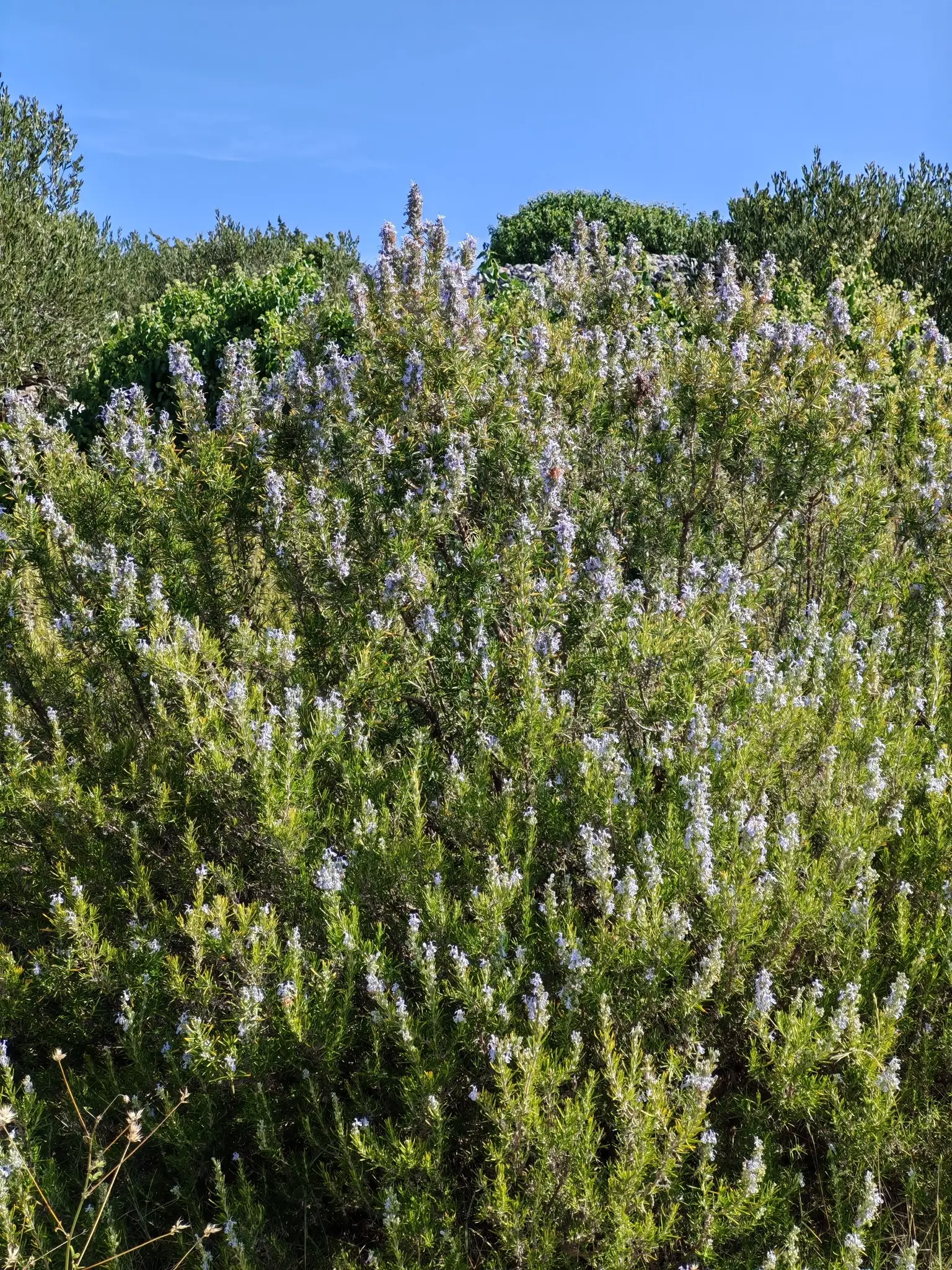 rosemary bush on Hvar Island